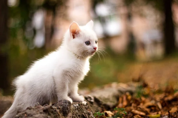 White cat lies on the ground. Around it is a green and yellowed grass. Cat looking into the distance. — Stock Photo, Image
