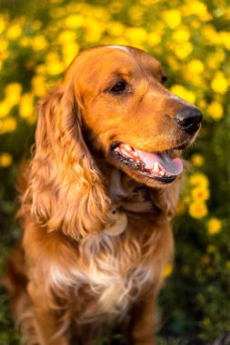 Mutlu ve aktif safkan köpek açık havada gün güneşli yaz çimen.