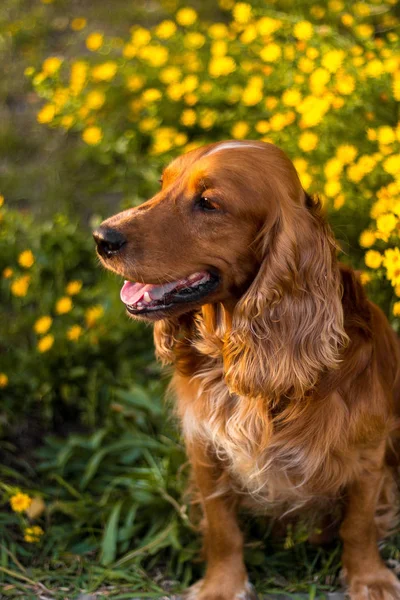 A brincar no jardim. Domingo no parque. Vida animal. Amante de animais. Hora de ouro . — Fotografia de Stock