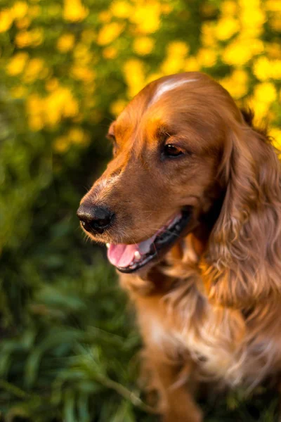 Happy dog smiling and playing in the green grass on a warm summer day, animal wallpaper, copy space — Stock Photo, Image