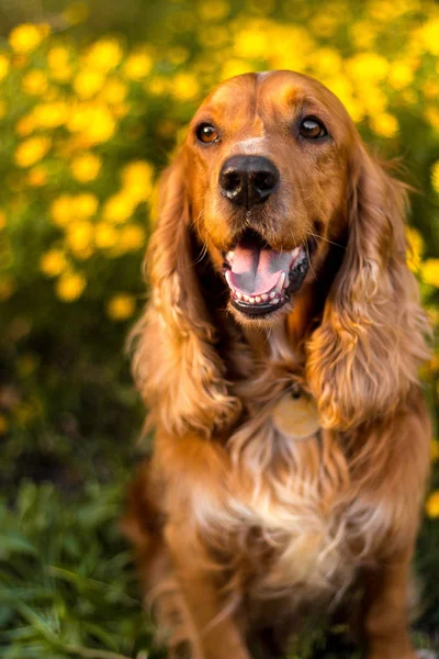 Actieve, glimlach en gelukkige rasechte hond buiten in gras park op zonnige zomerdag. — Stockfoto