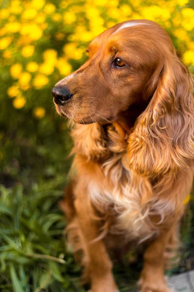 Cute dog in a sunset standing on the grass — Stock Photo, Image
