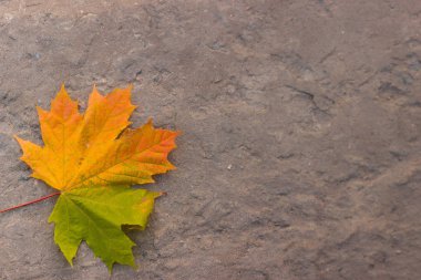 yolda sonbaharda sarı akçaağaç yaprağı