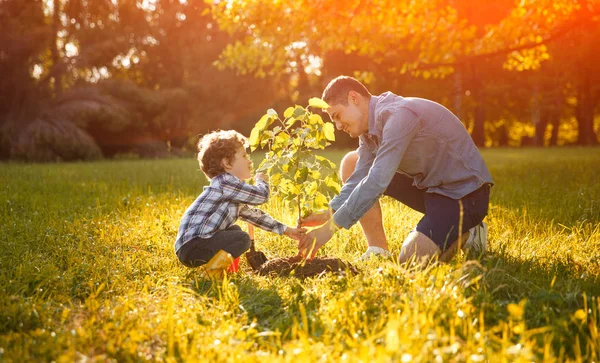 Ojciec i syn w sadzenie drzewa pod słońcem — Zdjęcie stockowe