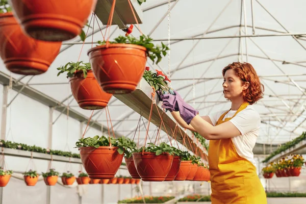 Jardineiro feminino poda plantas em vaso — Fotografia de Stock