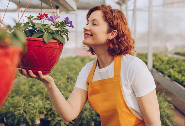 Улыбающийся садовник, нюхающий цветы в теплице — стоковое фото