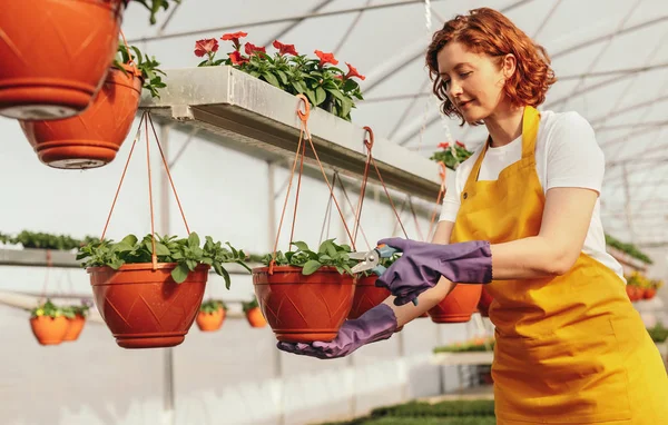 Jardineiro feminino poda plantas em vaso em estufa — Fotografia de Stock