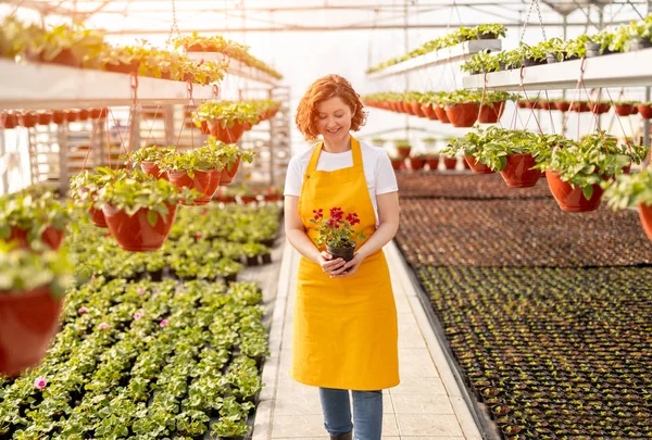Jardineiro sorridente com flor em vaso em viveiro de plantas — Fotografia de Stock