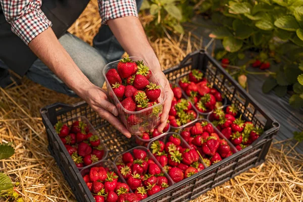 Jordgubbe som skördar jordgubbar på gården — Stockfoto