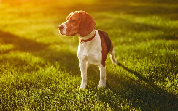 Cão bonito em pé no gramado — Fotografia de Stock