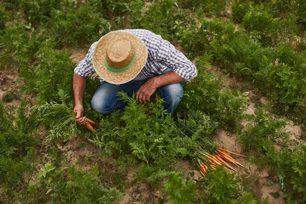 Landwirt sammelt Möhren auf Feld — Stockfoto