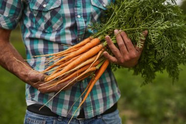 Bir avuç havuç taşıyan çiftçi.