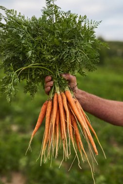 Taze toplanmış havuç tutan çiftçi.