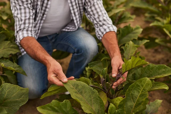 Oříznout zemědělce starající se o řepu salátovou — Stock fotografie