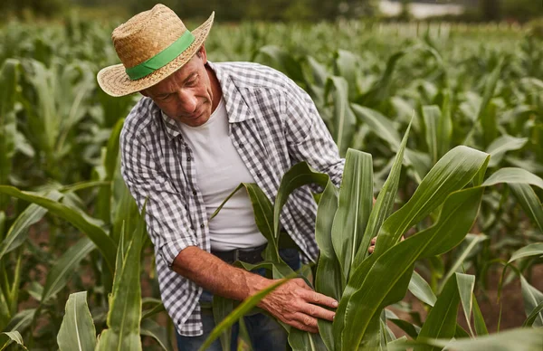 Mature gardener checking corn leaves — Stock Photo, Image