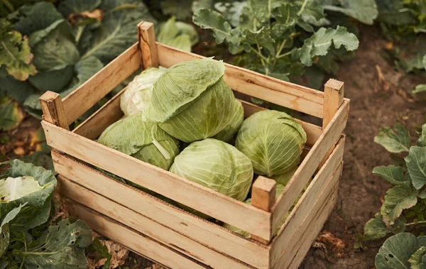 Harvest of fresh cabbages in box