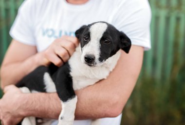 Gönüllü ellerinde sevimli evsiz köpek yavrusu