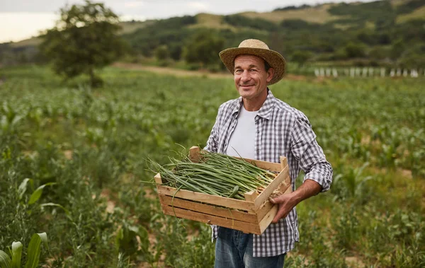 Jardineiro maduro com caixa de cebolas — Fotografia de Stock