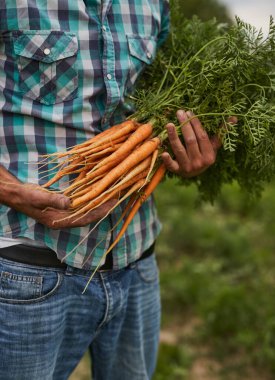 Çiftçinin elinde taze havuç var.