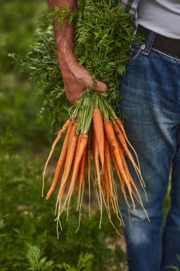 Hasat zamanı çiftçi ve havuç.