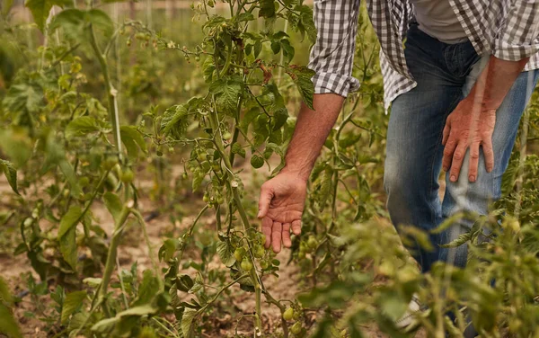 Jardineiro de cultivo examinando tomates não maduros — Fotografia de Stock