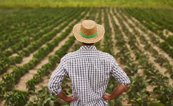 Фермер в шляпе стоит на зеленом поле — стоковое фото