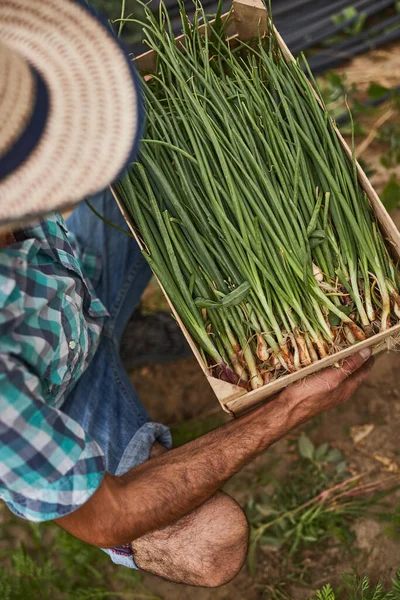 Agricultor com caixa de cebola verde fresca — Fotografia de Stock