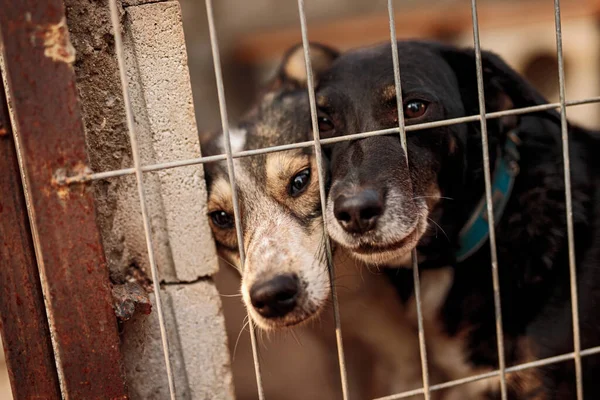 Perro sin hogar detrás de rejillas de jaula — Foto de Stock