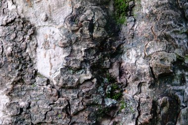 Arkaplan için taş dokusu