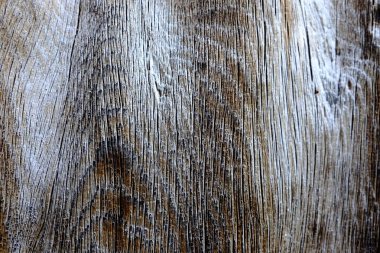 Ahşap ağaç doku arka plan için