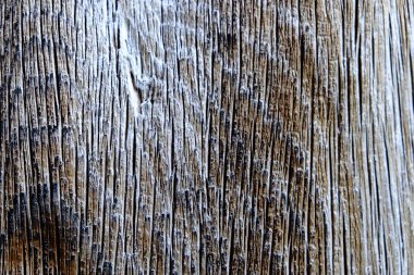 Ahşap ağaç doku arka plan için