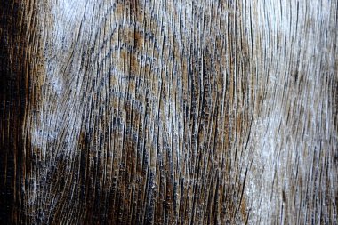 Ahşap ağaç doku arka plan için