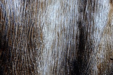 Ahşap ağaç doku arka plan için