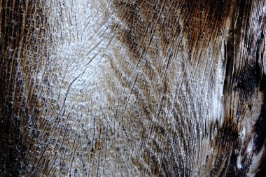 Ahşap ağaç doku arka plan için