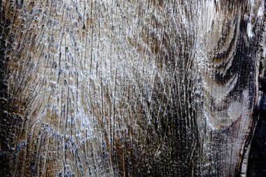 Ahşap ağaç doku arka plan için