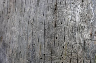 Ahşap ağaç doku arka plan için