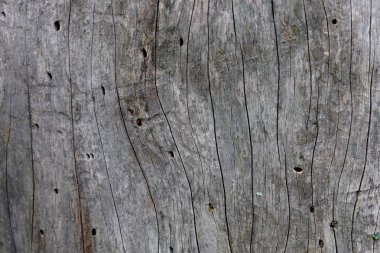 Ahşap ağaç doku arka plan için