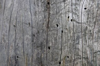 Ahşap ağaç doku arka plan için