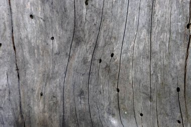 Ahşap ağaç doku arka plan için