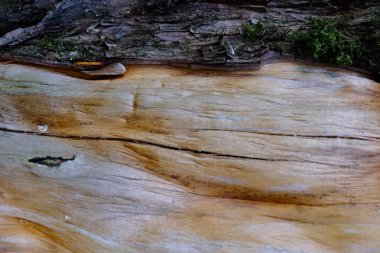 Ahşap ağaç doku arka plan için