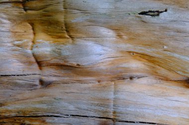 Ahşap ağaç doku arka plan için