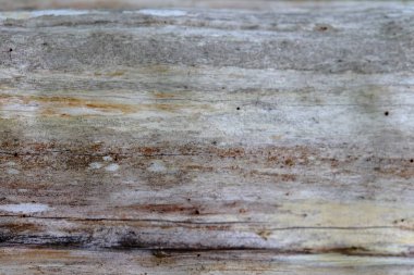 Ahşap ağaç doku arka plan için