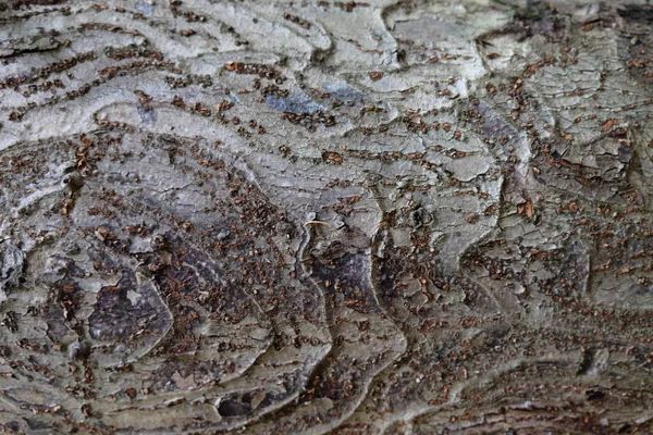 Houten Boom Textuur Voor Achtergronden — Stockfoto