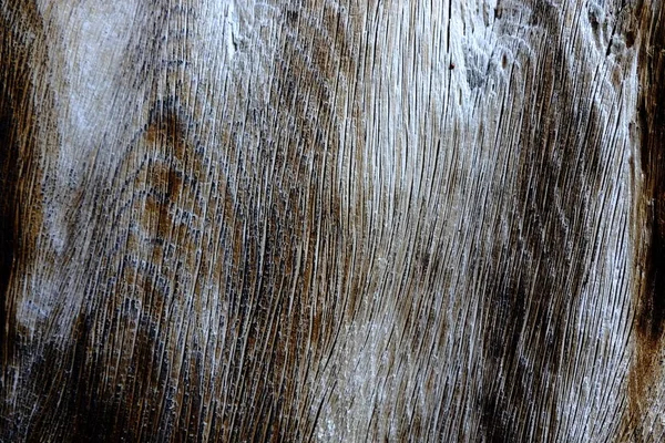 Ahşap ağaç doku arka plan için