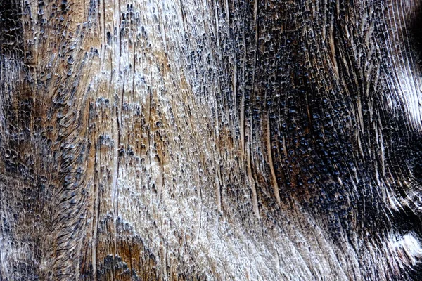 Ahşap ağaç doku arka plan için