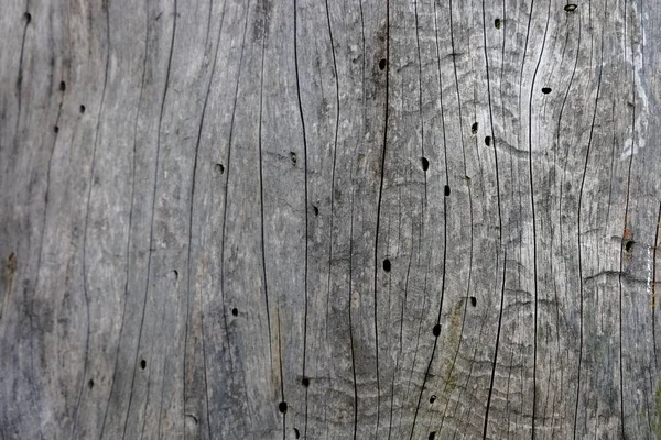 Ahşap ağaç doku arka plan için