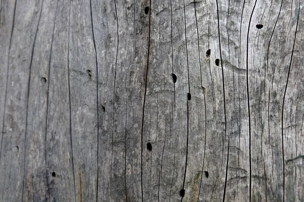 Текстура Дерева Фона — стоковое фото