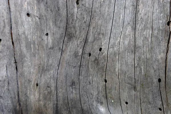 Ahşap ağaç doku arka plan için