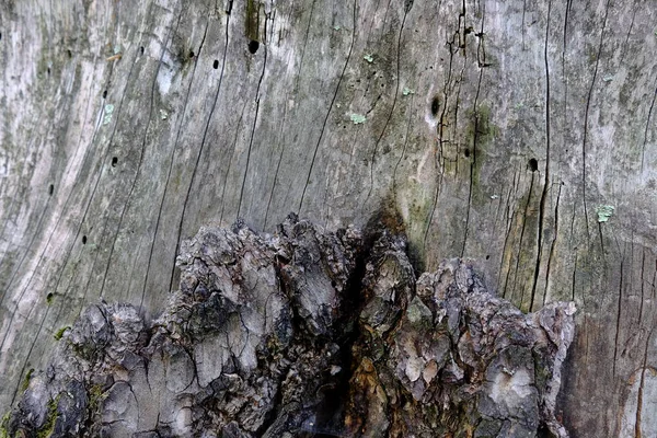 Houten Boom Textuur Voor Achtergronden — Stockfoto