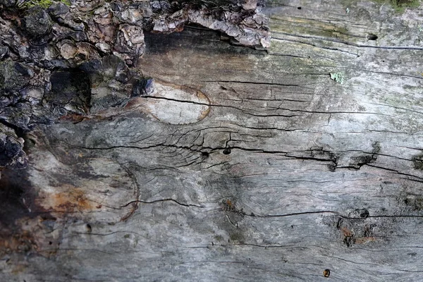 Struttura Dell Albero Legno Sfondi — Foto Stock